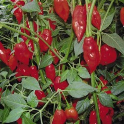 Pimenta Hot Pepper Lantern: 20 Sementes