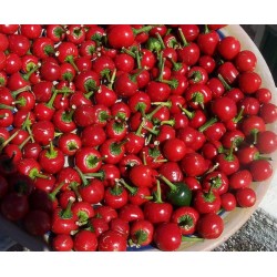 Pimenta Cereja (Cherry Pepper) - 10 Sementes 