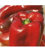 Pimentão Vermelho - 50 Sementes 