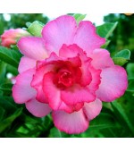 Rosa do Deserto - Adenium Obesum - Pink Lady - 5 Sementes