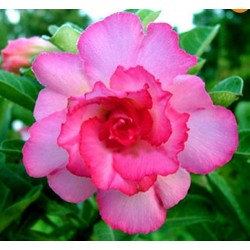 Rosa do Deserto - Adenium Obesum - Pink Lady - 5 Sementes