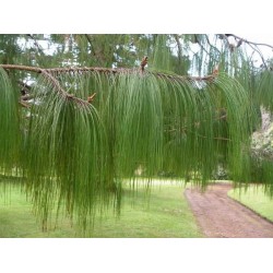 Pinus Patula - 5 Sementes