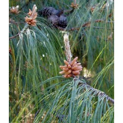 Pinus Patula - 5 Sementes