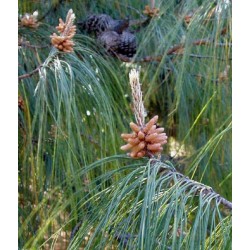Pinus Patula - 5 Sementes