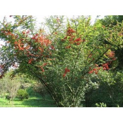 Piracanta (Scarlet Firethorn) - 10 Sementes