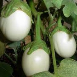 Planta Ovo (Solanum Ovigerum) - 10 Sementes 