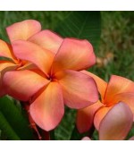 Plumeria Orange: 5 Sementes