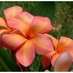 Plumeria Orange: 5 Sementes