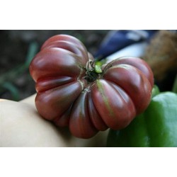 Tomate Purple Calabash - 20 Sementes 