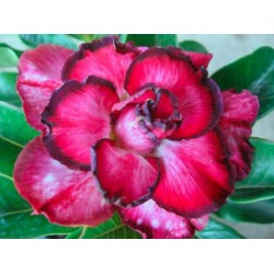 Rosa do Deserto - Adenium Obesum - Red Bow - 5 Sementes