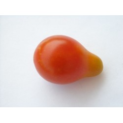 Tomate Red Pear - 20 Sementes