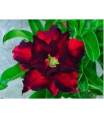 Rosa do Deserto - Adenium obesum - Reddish Black - 5 Sementes