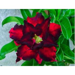 Rosa do Deserto - Adenium obesum - Reddish Black - 5 Sementes