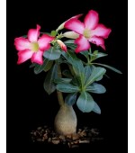 Rosa do Deserto - Adenium obesum - Pink - 5 Sementes