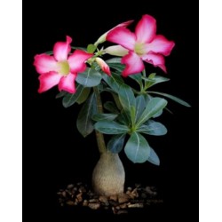 Rosa do Deserto - Adenium obesum - Pink - 5 Sementes