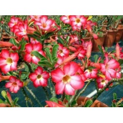 Rosa do Deserto - Adenium obesum - Pink - 5 Sementes