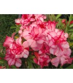 Rosa do Deserto - Adenium Obesum - Sappaisal - 5 Sementes