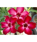 Rosa do Deserto - Adenium Obesum - Sara - 5 Sementes