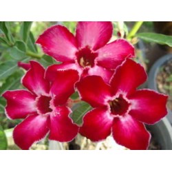 Rosa do Deserto - Adenium Obesum - Sara - 5 Sementes