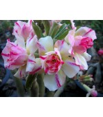 Rosa do Deserto - Adenium obesum - Angle - 5 Sementes