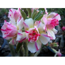 Rosa do Deserto - Adenium obesum - Angle - 5 Sementes