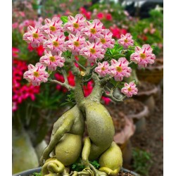 Rosa do Deserto - Adenium obesum - Angle - 5 Sementes