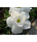 Rosa do Deserto - Adenium obesum - Bua Khao - 5 Sementes