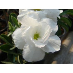 Rosa do Deserto - Adenium obesum - Bua Khao - 5 Sementes