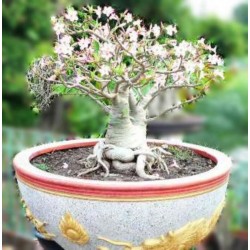 Rosa do Deserto - Adenium obesum - Bua Khao - 5 Sementes