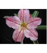 Rosa do Deserto - Adenium Obesum - DNA - 5 Sementes