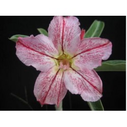 Rosa do Deserto - Adenium Obesum - DNA - 5 Sementes