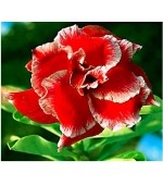 Rosa do Deserto - Adenium Obesum - Double Santa - 5 Sementes