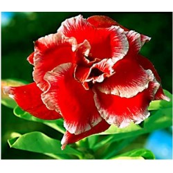 Rosa do Deserto - Adenium Obesum - Double Santa - 5 Sementes