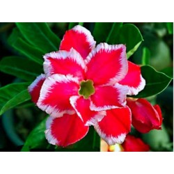 Rosa do Deserto - Adenium Obesum - Double Santa - 5 Sementes
