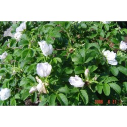 Rosa Japonesa Branca - 10 Sementes