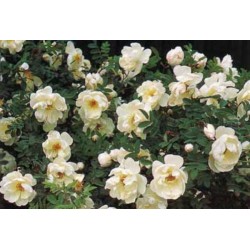 Rosa Japonesa Branca - 10 Sementes