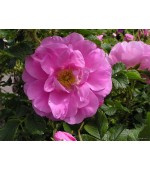 Rosa Japonesa Pink - 10 Sementes