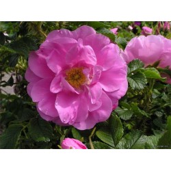 Rosa Japonesa Pink - 10 Sementes