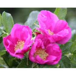 Rosa Japonesa Vermelha - 10 Sementes