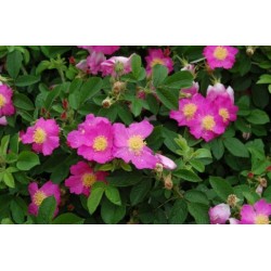 Rosa Japonesa Vermelha - 10 Sementes