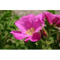 Rosa Japonesa Vermelha - 10 Sementes