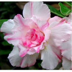 Rosa do Deserto - Adenium Obesum - Sweet - 5 Sementes
