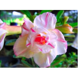 Rosa do Deserto - Adenium Obesum - Sweet - 5 Sementes
