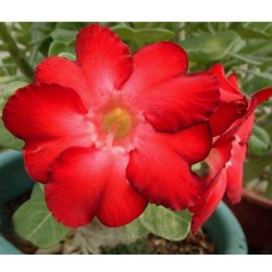 Rosa do Deserto - Adenium obesum - Warrior - 5 Sementes