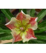 Rosa do Deserto - Adenium Obesum - Wonderful Star - 5 Sementes