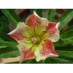 Rosa do Deserto - Adenium Obesum - Wonderful Star - 5 Sementes