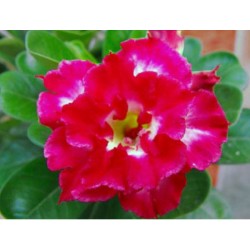 Rosa do Deserto - Adenium obesum - Ruby - 5 Sementes
