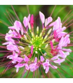 Spider Flower Rosa (Cleome): 15 Sementes