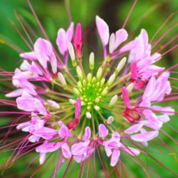 Spider Flower Rosa (Cleome): 15 Sementes