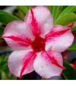 Rosa do Deserto - Adenium obesum - Star Pink - 5 Sementes